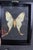 Yellow Framed Female Comet Moth Shadow Box Specimen Display For Sale - Image 8 of 10