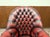 English Springvale Chesterfield Office Chair For Sale - Image 5 of 9