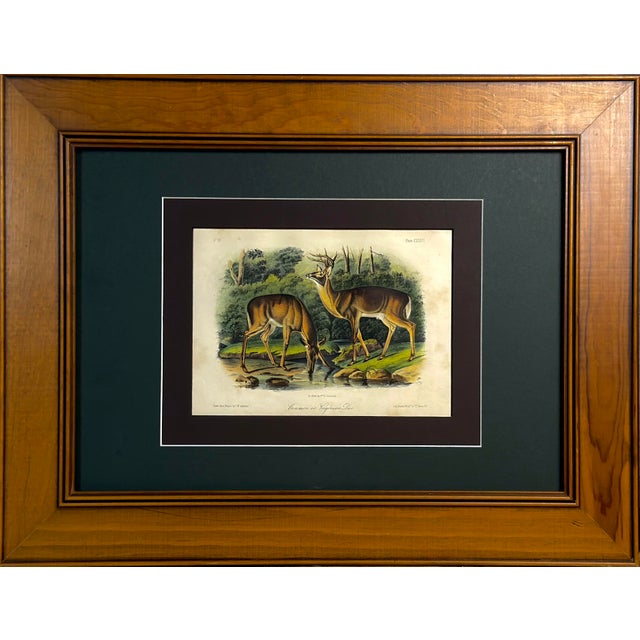 Wood 1854 Audubon Common American Deer Hand-Colored Lithograph | Framed and Archivally Matted For Sale - Image 7 of 10