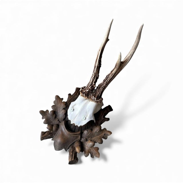Roe deer trophy on a wood plaque carved with oak leaves and acorns.