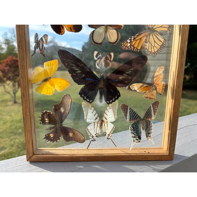 Butterflies For Sale - Image 9 of 11