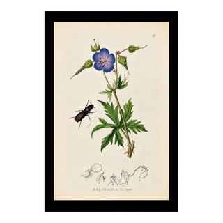 Rare Antique John Curtis Botanical & Insect Engraving, C. 1825, One Print For Sale