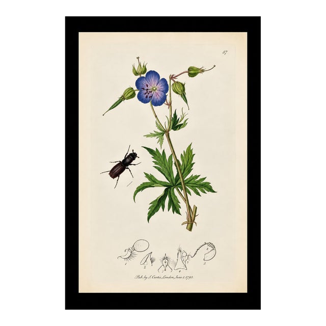 Rare Antique John Curtis Botanical & Insect Engraving, C. 1825, One Print For Sale