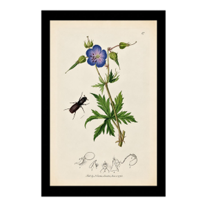Rare Antique John Curtis Botanical & Insect Engraving, C. 1825, One Print