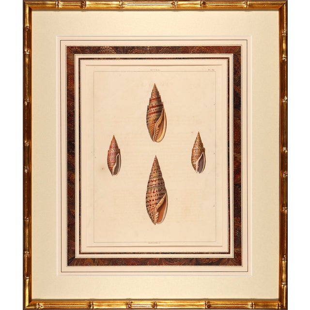 Wood Original Perry Shell Collection From 1811 Set of 6 Framed in Bamboo For Sale - Image 7 of 11