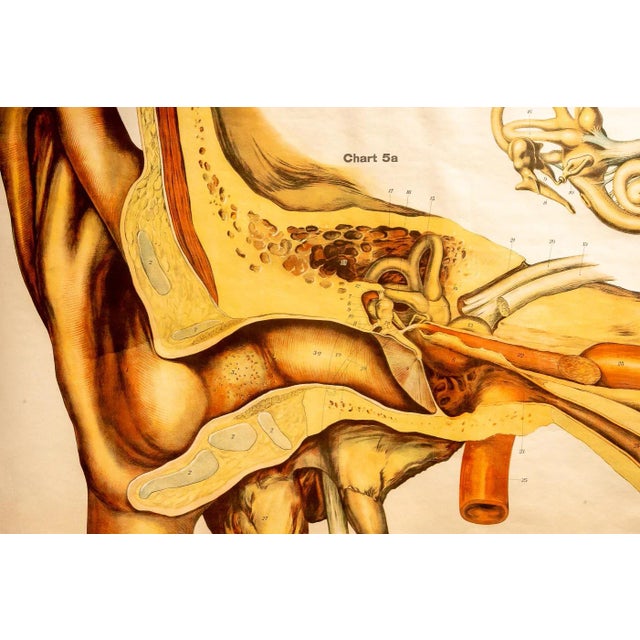 Circa 1918 American Frohse Anatomical Chart For Sale In Chicago - Image 6 of 7