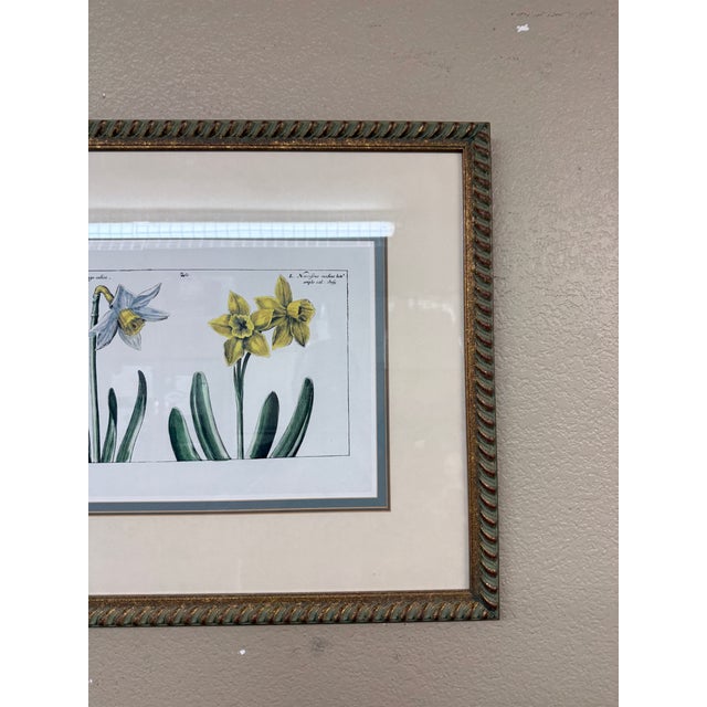 Daffodil Botanical Art Print, Framed For Sale - Image 9 of 12