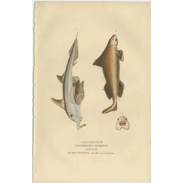 Drapiez, Swordfish & Sealife, 1845, Handcolored Engravings, Set of 2 For Sale - Image 3 of 6