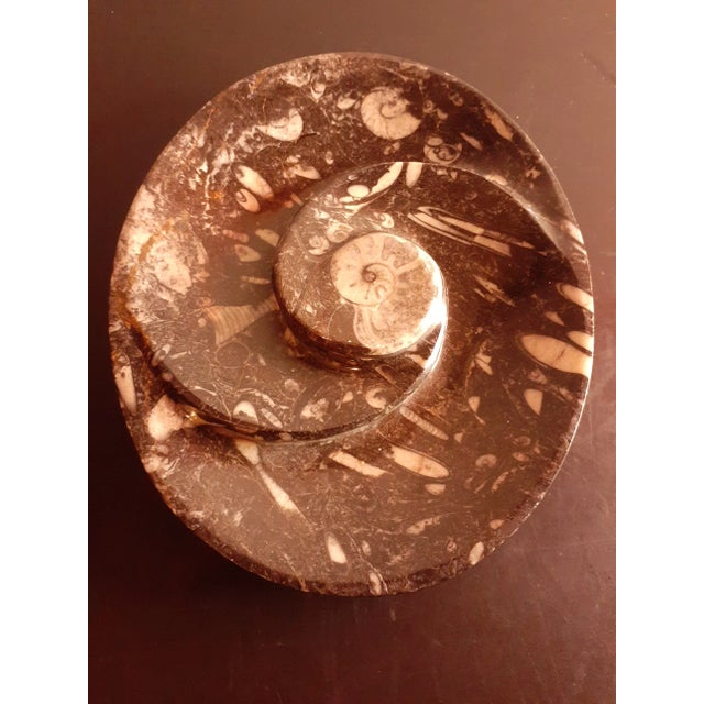 Stone Vintage Polished Black Orthoceras and Ammonite Fossil Divided Bowl For Sale - Image 7 of 7