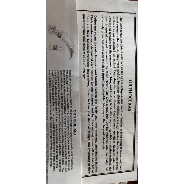 Ancient Fossil For Sale - Image 4 of 4
