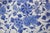 Mid 19th Century Mid 19th Century Chinese Porcelain Charger For Sale - Image 5 of 7