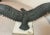Metal Antique Solid Bronze Marble Open Winged American Bald Eagle Statue Sculpture For Sale - Image 7 of 13