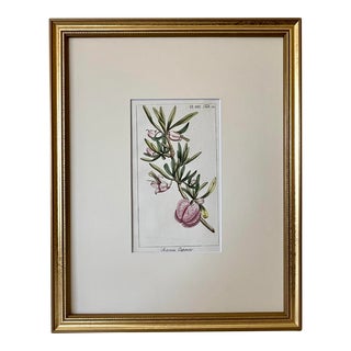 Antique Floral Botanical Print of Chinese Lanterns by Johannes Zorn 1785 For Sale