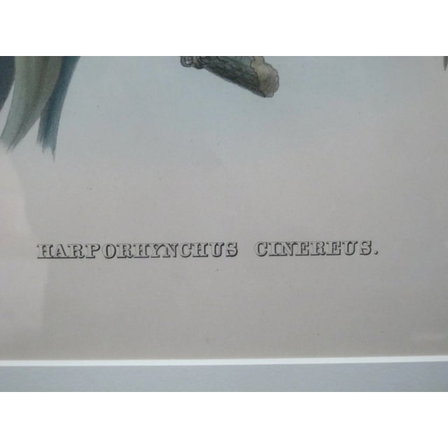 Daniel Giraud Elliot Hand Tinted C1869 Cinereus Thrush Framed Lithograph For Sale In Portland, OR - Image 6 of 8