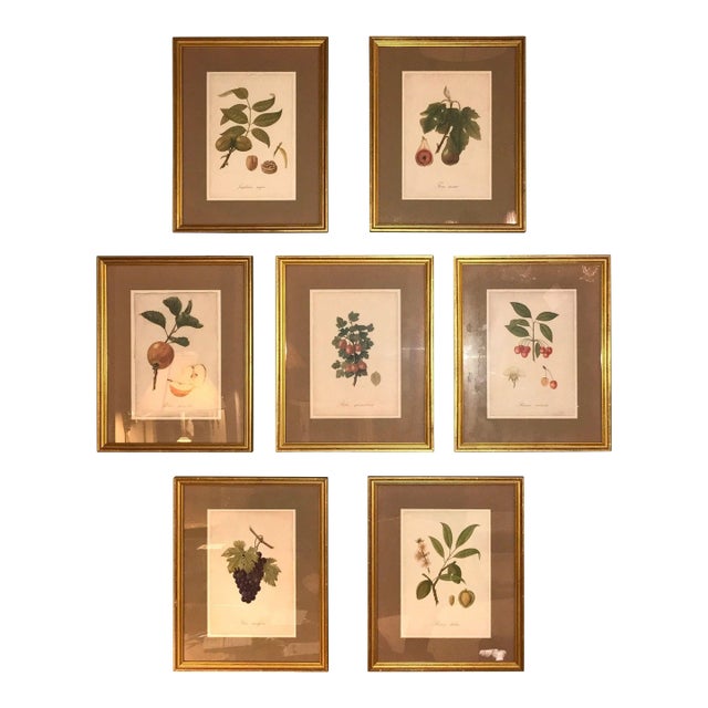 1930s Set of Seven Botanical Prints of Fruit Signed Peter Drafet For Sale