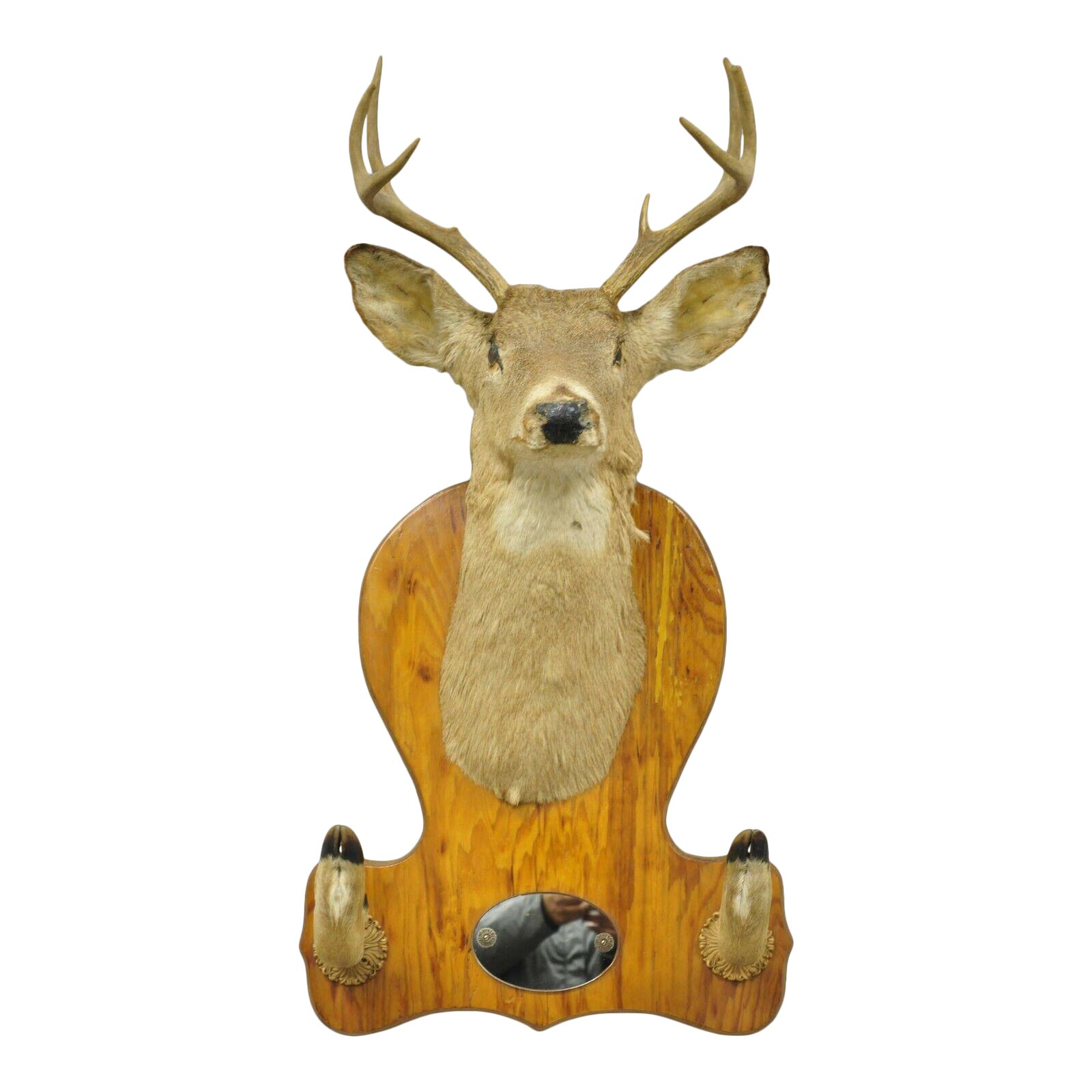 Deer Head Taxidermy Mount 8 Point Pine Board With Hall Mirror Chairish