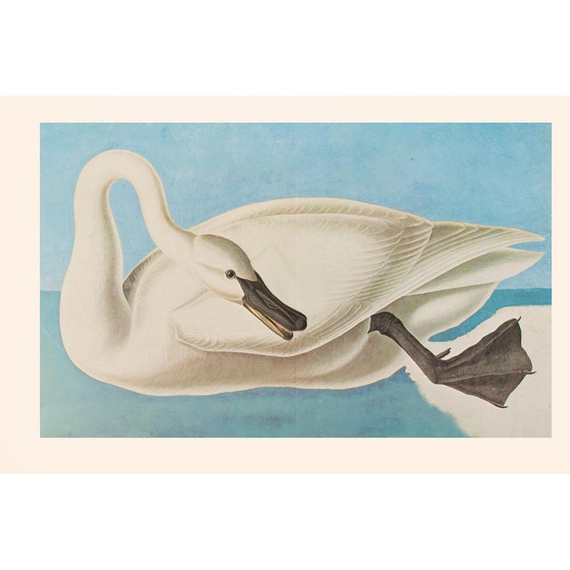 Turquoise XL Cottage Print of Swan After John J. Audubon, 1966 For Sale - Image 8 of 8