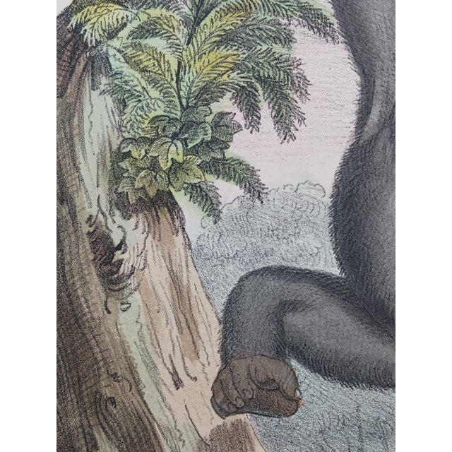 Realism Antique Monkey Hand Colored Lithograph, Large Size, Italy, 1868 For Sale - Image 3 of 6