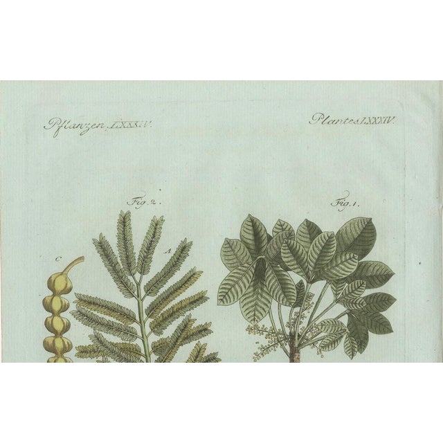 Early 19th Century Bertuch, Manna Ash and Sarsaparilla, 1805, Engraving For Sale - Image 5 of 11