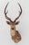 Traditional White-Tailed Deer Trophy For Sale - Image 3 of 8