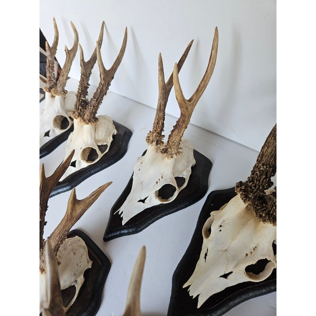 Vintage European Mounted Roebuck Deer Antlers - Set of 7 For Sale - Image 4 of 5