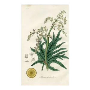 1836, Rhubarb Botanical Print, Medical Botany, Original Antique Engraving, England