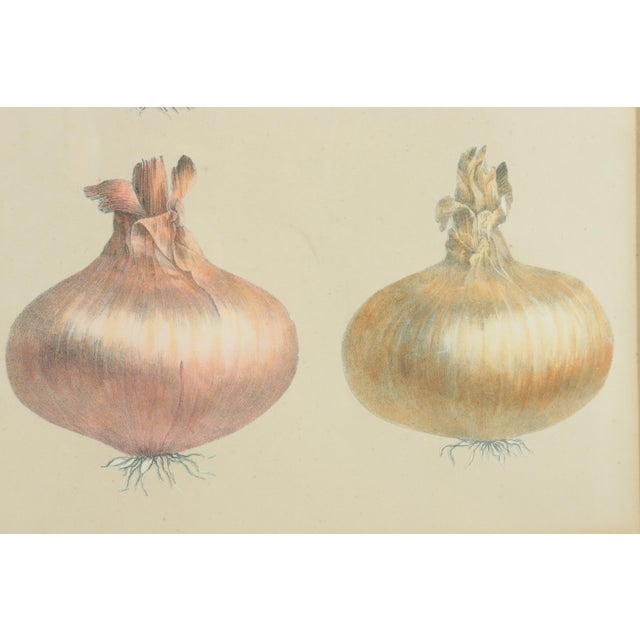 19th Century Antique 19th Century French Botanical Study - Collage of Onions For Sale - Image 5 of 9