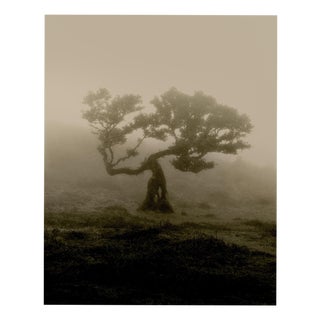 Ugne Pouwell, Laurisilva of Madeira, 2026, Black and White Nature Photography For Sale
