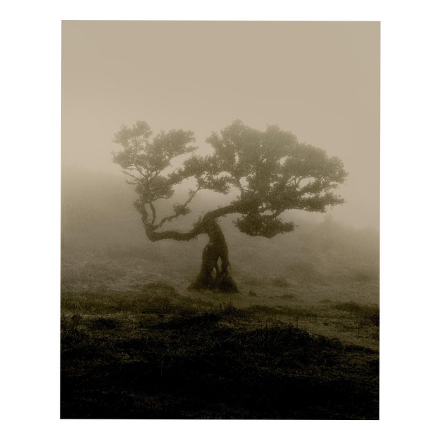 Ugne Pouwell, Laurisilva of Madeira, 2026, Black and White Nature Photography For Sale