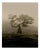 Ugne Pouwell, Laurisilva of Madeira, 2026, Black and White Nature Photography For Sale