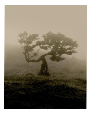 Ugne Pouwell, Laurisilva of Madeira, 2026, Black and White Nature Photography