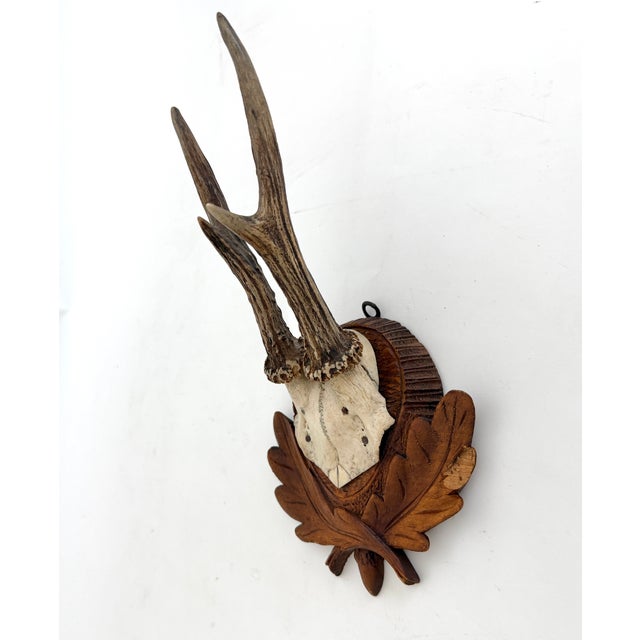 Rustic European Vintage German Roe Deer Antlers For Sale - Image 3 of 5