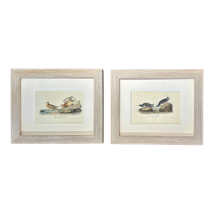 1840's Audubon Buff-Breasted & Purple Sandpipers, Framed Set of 2