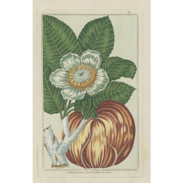 Buchoz, Botany Illustration of Dillenia Indica, 1785, Print For Sale - Image 3 of 5