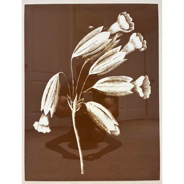 An elegant large-scale botanical print by Natural Curiosities, featuring a beautifully detailed arrangement of trumpet-...