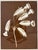 An elegant large-scale botanical print by Natural Curiosities, featuring a beautifully detailed arrangement of trumpet-...