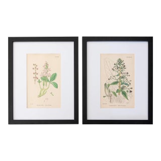 19th C. Sowerby English Botany - Custom Framed Botanical Engravings, Set of Two For Sale