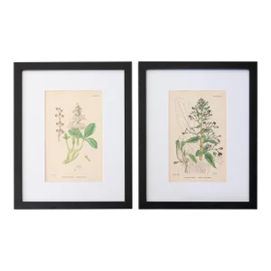 19th C. Sowerby English Botany - Custom Framed Botanical Engravings, Set of Two