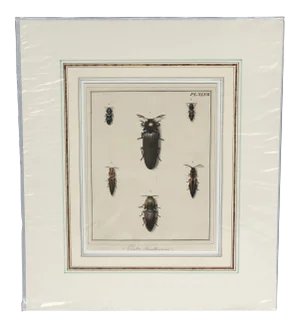 18th Century Hand-Colored Entomology Art Print