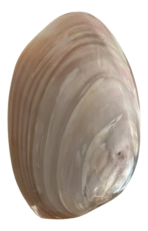 Mid-Century Shell on Lucite Stand