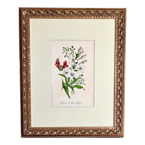 Original Antique Floral Botanical Lithograph Hand Colored c.1860 of Tuberose and Lions Tongue Flowers Botanical Lithograph c.1860.