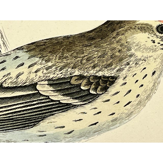 Late 19th Century Antique Hand Tinted Bird Print From England Featuring a Mealy Redpole - Circa 1888 For Sale - Image 5 of 12