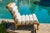 Rishon Teak Outdoor Lounge Chair – Alpine Modern Design in Sunbrella For Sale - Image 4 of 8