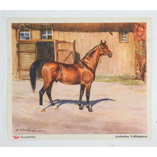 Rustic European Antique 1904 Ernst Kuhlbrandt Arabian Horse Print For Sale - Image 3 of 3