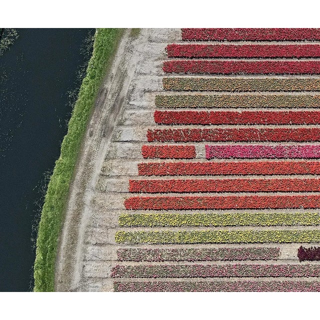 Contemporary "AV_Tulip_Fields_027" Contemporary Limited Edition Photography Fine Art Print by Bernhard Lang For Sale - Image 3 of 10