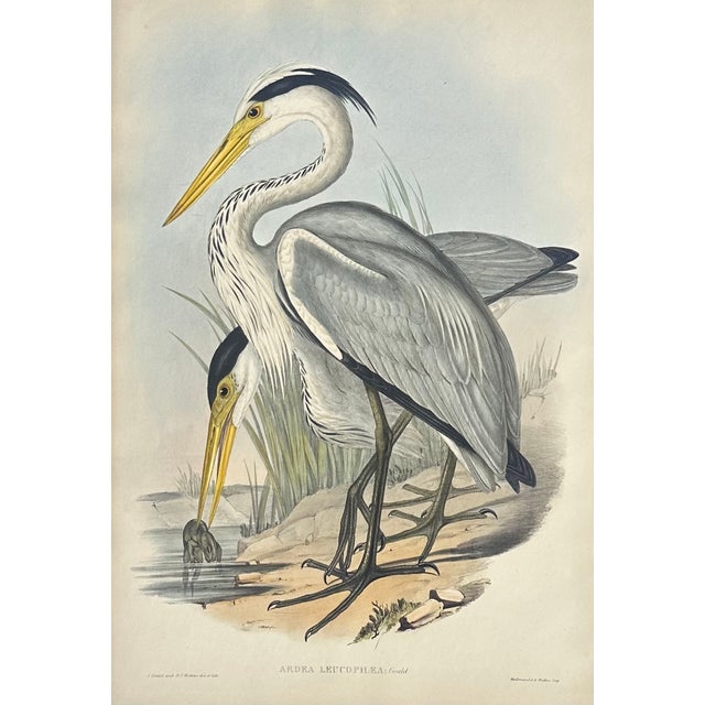 Grey Heron Original Print Framed by Gould, Circa 1840 For Sale - Image 4 of 5