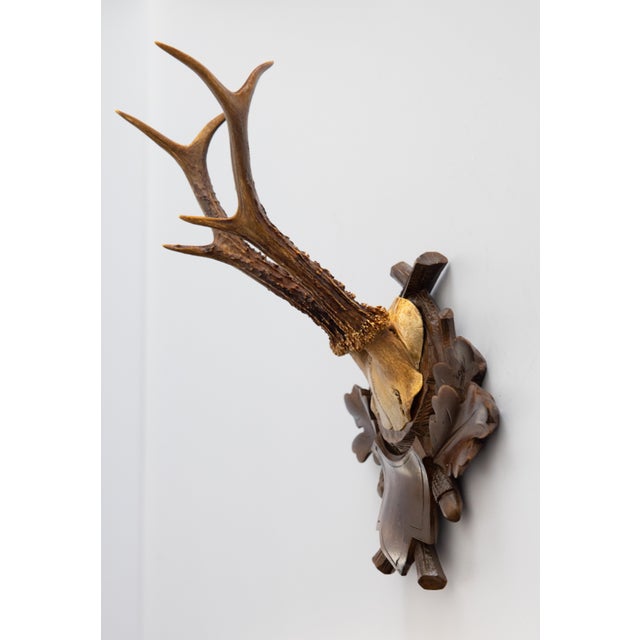 Black Forest Antique Black Forest Roe Deer Antlers Hunting Trophy Mount For Sale - Image 4 of 7