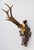Black Forest Antique Black Forest Roe Deer Antlers Hunting Trophy Mount For Sale - Image 4 of 7