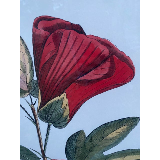 Set of Museum Mid Summer Floral Prints- Matted and Framed For Sale - Image 4 of 7