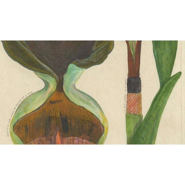 Paper After Peter Henderson, Dragon Arum, Poisonous Plant, 1802, Engraving For Sale - Image 7 of 10